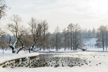 Naklejka premium Ducks And Seagull Birds On Frozen Lake In Winter