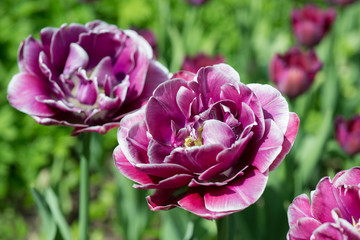 Obraz premium Flowers tulips in spring