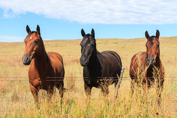 Three Horses in a Row
