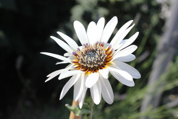 white Daisy Sommer Venidie mit  Körbchen und Schatten Makro