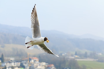 Black headed gull in flight