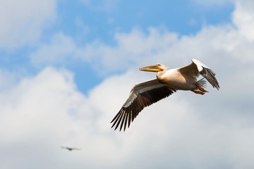 Great white pelican