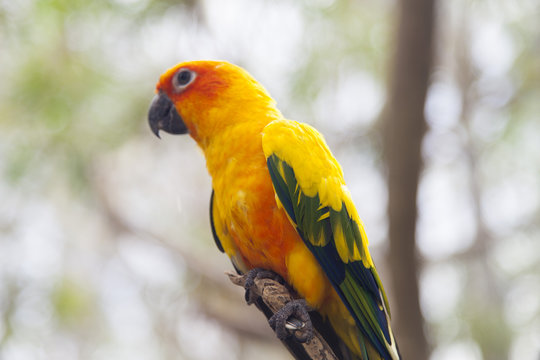 Little color parrots