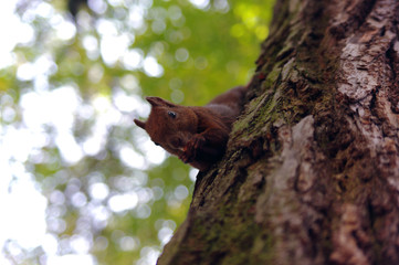 Cute red squirrel is eating a nut in the park