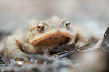Froschportrait