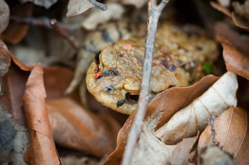 Frosch im Laub mit blindem Passagier