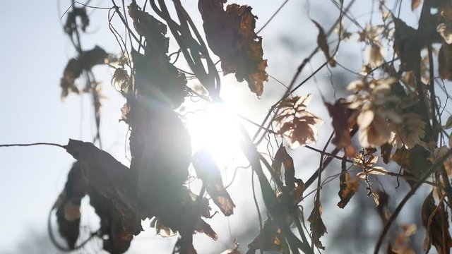 dry hops sun glare nature winter forest the landscape