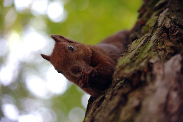 Cute red squirrel is eating a nut in the park