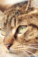 Closeup of brown domestic cat's head with eye in focus