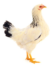 white hen isolated.