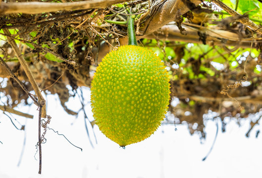Baby Jackfruit Spiny Bitter Gourd,Sweet Gourd,Cochinchin Gourd,G