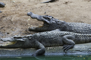 Crocodiles on hunting