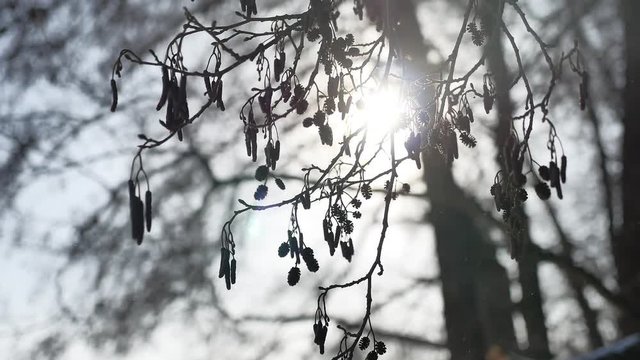 dry alder branch glare of the sun, sunlight swinging in the wind forest winter landscape nature