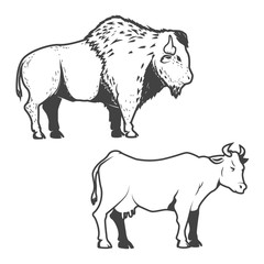Cow and buffalo icons isolated on white background. Bizon. © liubov