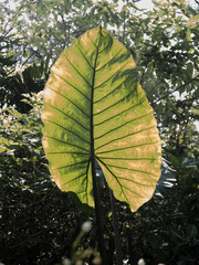The Elephant Ear (Colocasia) plant