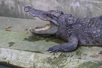 Crocodiles on hunting