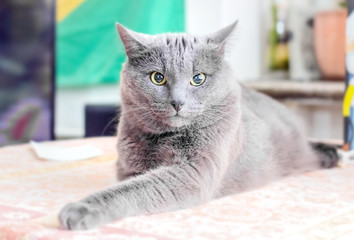 Gray cat deep in thought
