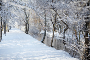 Road in winter forest.