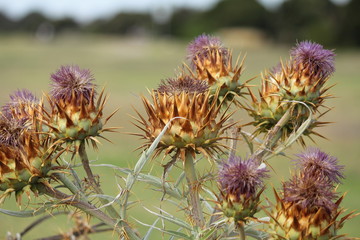 artichoke flowers in nature