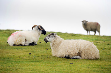 ireland, sheep