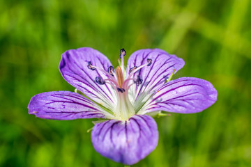 Geranium pratense, meadow geranium selective focus closeup 