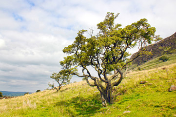 Fototapeta na wymiar ireland, tree at slemish mountain