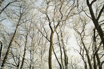 Trees in snow in the winter wood.Kroner of trees without leaves against the blue sky