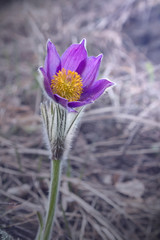 Pasque flower in spring.