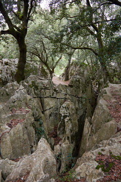 Zauberwald nahe dem Kloster Lluc, Mallorca, Spanien
