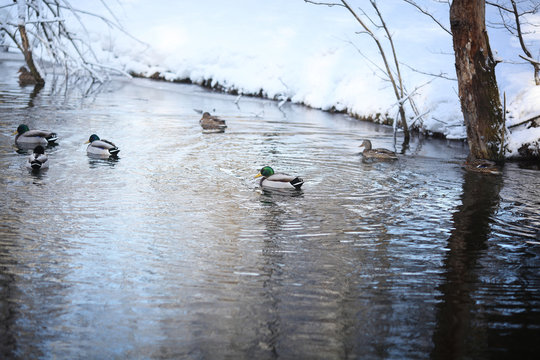 Ducks swimming in the river