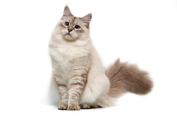 Neva-Maskeradekatze auf einem weißen Hintergrund
