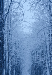 Winter in the snowy forest (in blue colors)