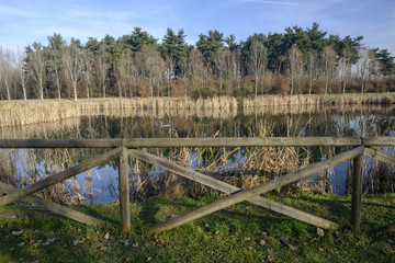Fototapeta premium Park of Grugnotorto (Italy): lake at winter