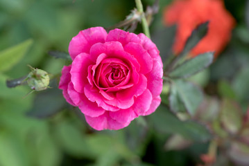 Top view of beautiful shocking pink rose with sun light in the garden.