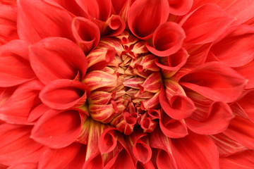 Closeup of red dahlia flower