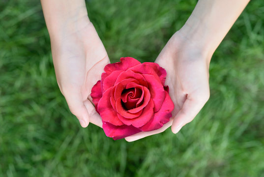 Top view of Asian girl hands holding beautiful red or shocking pink rose with droplet , This flower is symbol of love and Valentines Day.