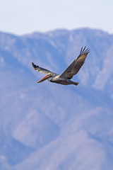Bird brown pelican soaring over the Salton Sea