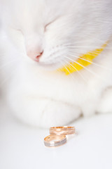 Wedding rings and sleeping cat in the background.