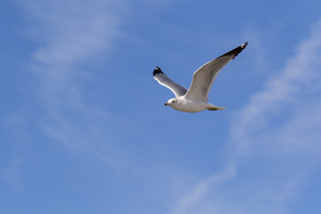Bird sea gull flying at the Salton Sea in the California desert