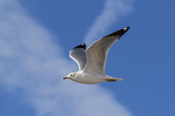 Bird sea gull at the Salton Sea