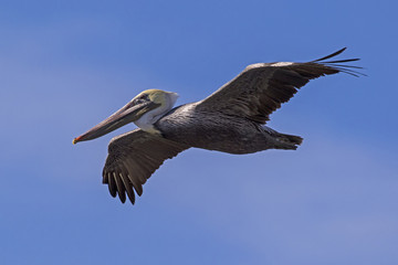 Bird brown pelican at the Salton Sea