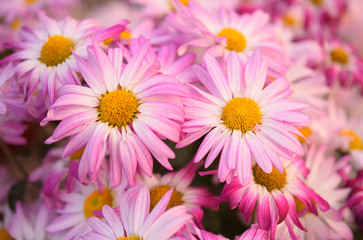 Closeup of pink chrysanthemum flowers