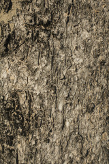 nature background of tree's bark