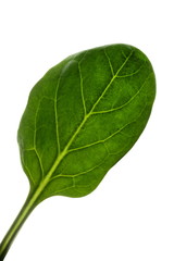 Spinach leaf