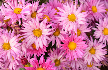 Obraz na płótnie Canvas Pink chrysanthemum flower background