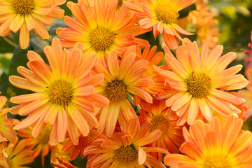 Orange chrysanthemum flowers