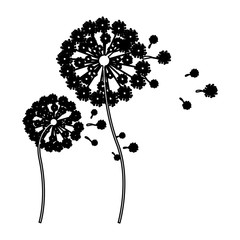 Naklejka premium black silhouette dandelion with stem and pistil and fly petals vector illustration