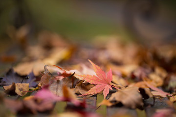 fallen leaves