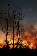 Fototapeta premium Wildfire 