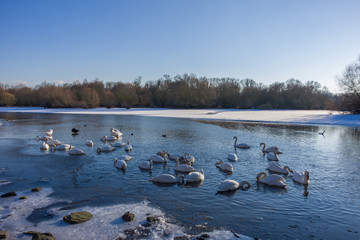 Schwäne im Fluss bei Munchhausen